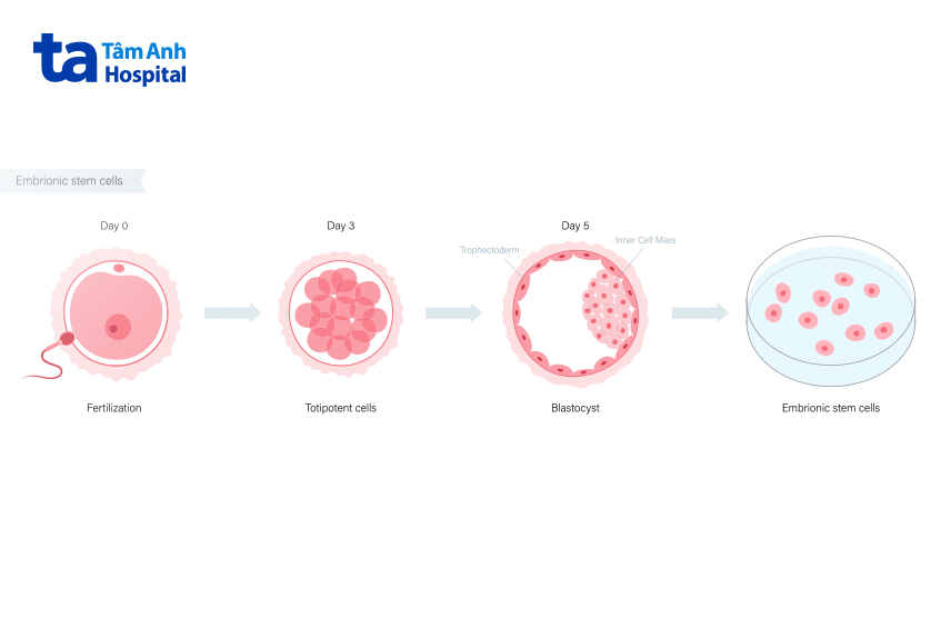 Nuôi phôi ngày 5 là quá trình nuôi phôi trong phòng thí nghiệm đến ngày thứ 5 sau khi trứng và tinh trùng thụ tinh