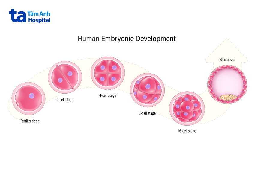 Nuôi phôi ngày 6 giúp bác sĩ có thêm cơ sở để đánh giá chính xác chất lượng phôi