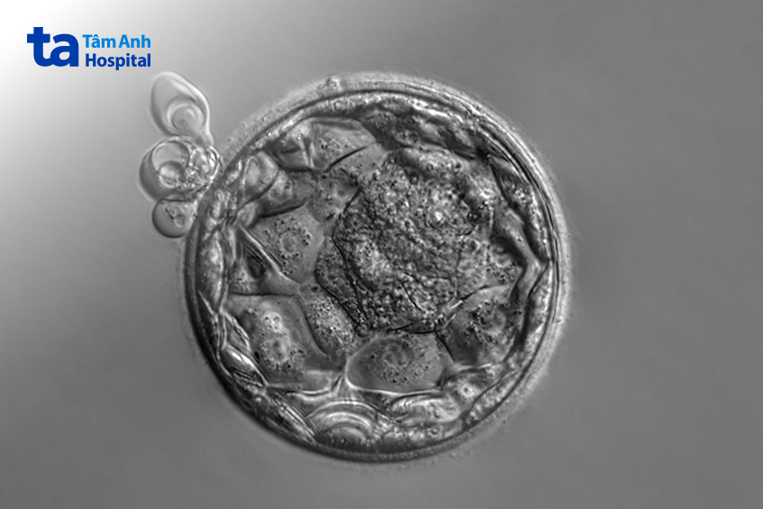 Phôi nang ngày 6 chất lượng tốt vẫn có thể mang lại thai kỳ thành công