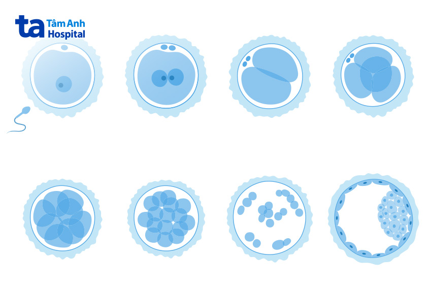 Phôi ngày 6 đã phát triển đầy đủ về cấu trúc và sẵn sàng để làm tổ trong tử cung