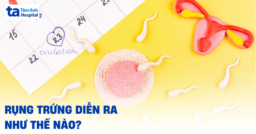 Hiện tượng rụng trứng là gì? Quá trình này diễn ra như thế nào?