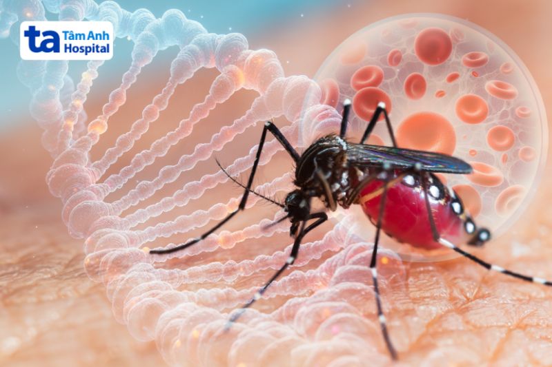 virus gây sốt xuất huyết lây truyền qua muỗi