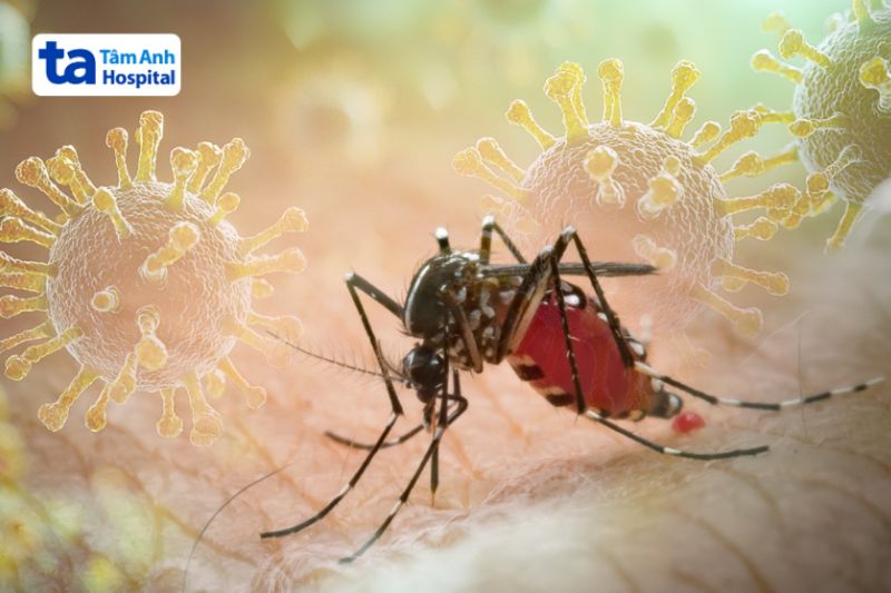 sốt xuất huyết không sốt liên quan đến virus Dengue