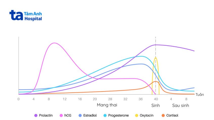 thay-doi-nong-do-hormone-trong-thai-ky