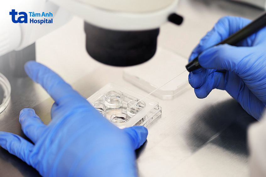 Trung bình khoảng 30-50% số phôi thụ tinh sẽ phát triển thành phôi nang (blastocyst)