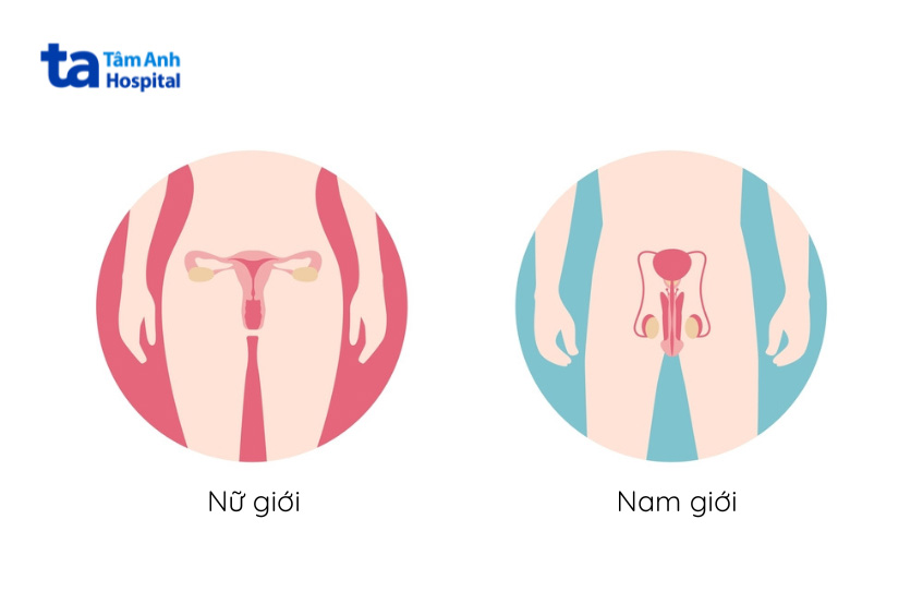 tuyến sinh dục nam và nữ