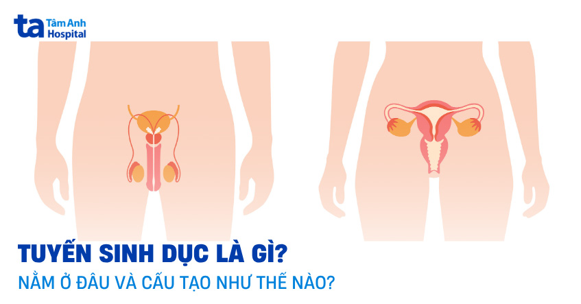 Tuyến sinh dục là gì? Nằm ở đâu? Cấu tạo và chức năng