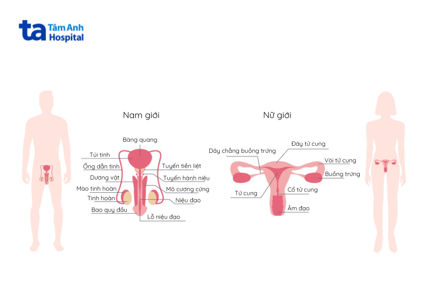 vị trí và cấu tạo tuyến sinh dục