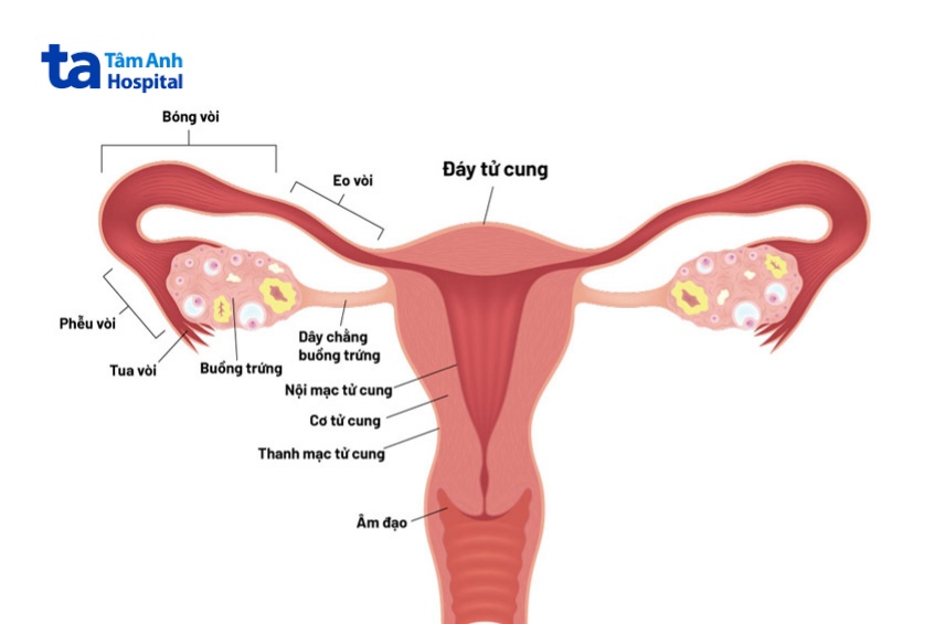 Cấu tạo của ống dẫn trứng