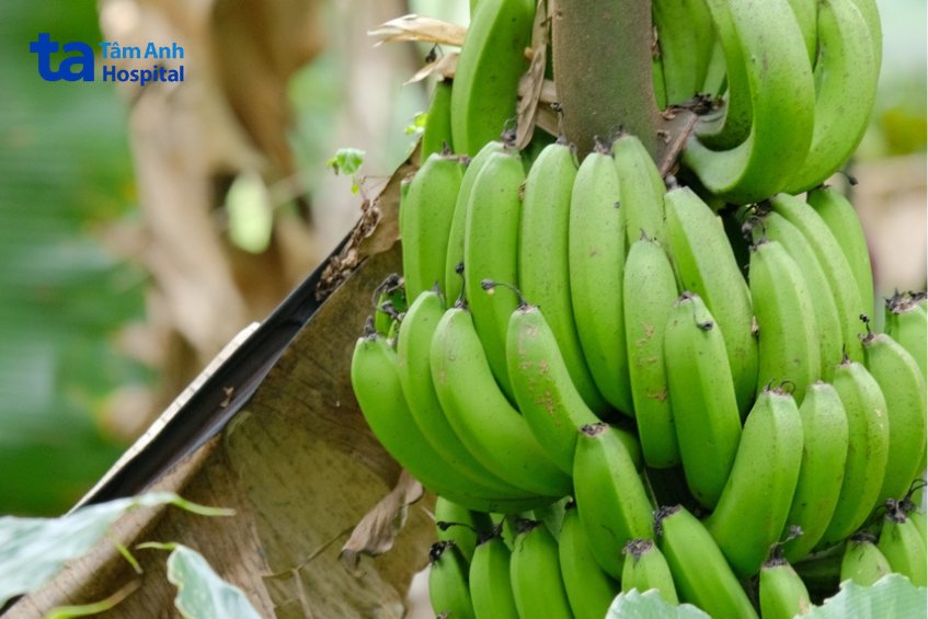 chuối xanh chứa nhiều rs2