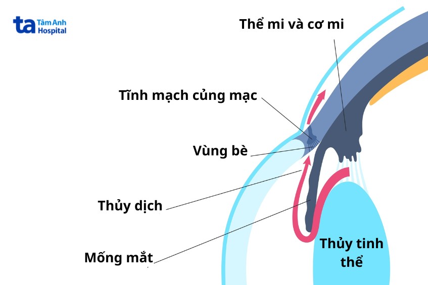 thủy dịch cân bằng áp lực nội nhãn
