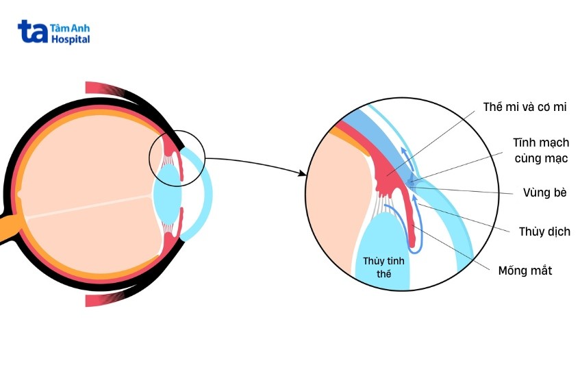 vị trí thể mi trong mắt