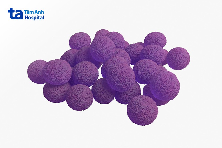 ảnh vi khuẩn staphylococcus aureus gây bệnh