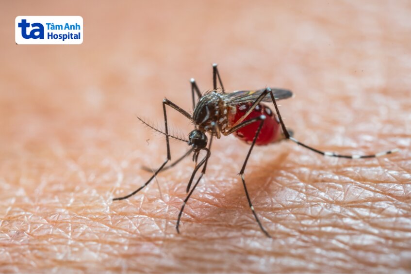 bệnh lây truyền thông qua vết muỗi đốt