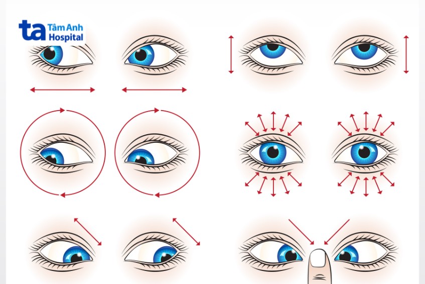 các cơ chính điều khiển mắt di chuyển linh hoạt