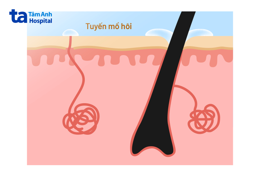Minh họa cấu tạo tuyến mồ hôi nằm dưới lớp biểu bì da người