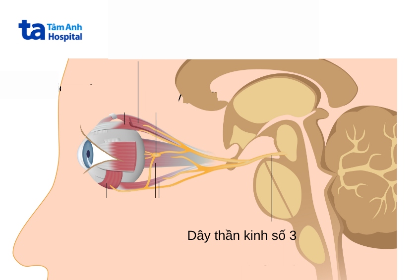 dây thần kinh số 3 chi phối chuyển động mắt