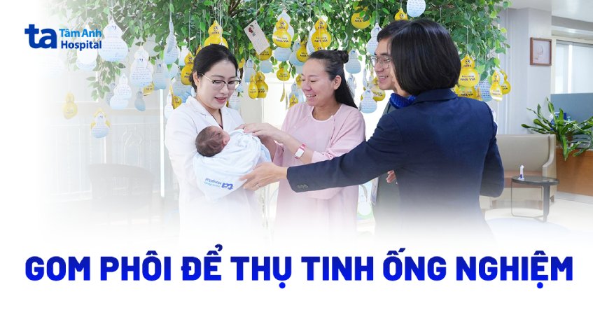 Gom phôi để thụ tinh ống nghiệm
