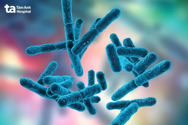 vi khuẩn Staphylococcus aureus gây bệnh nang lông