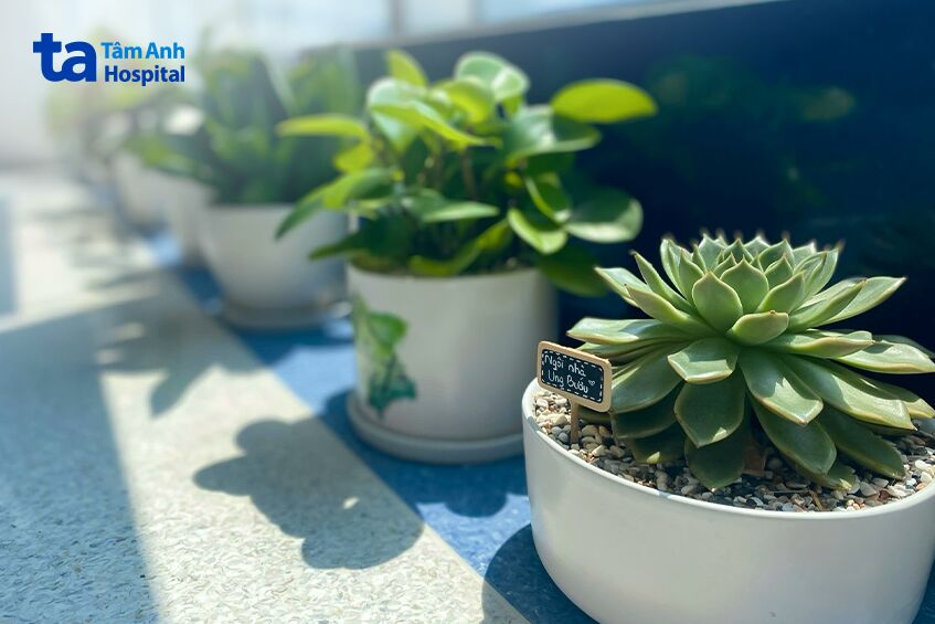 khuôn viên trồng nhiều cây xanh