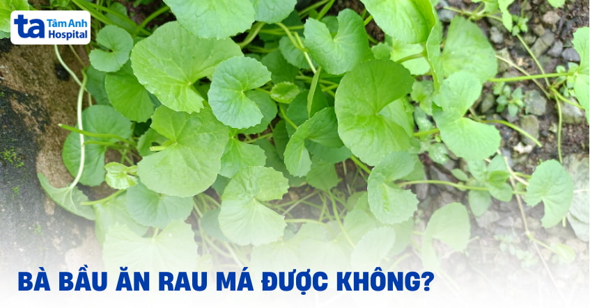 Bà bầu ăn rau má được không? Lợi và hại mẹ cần biết