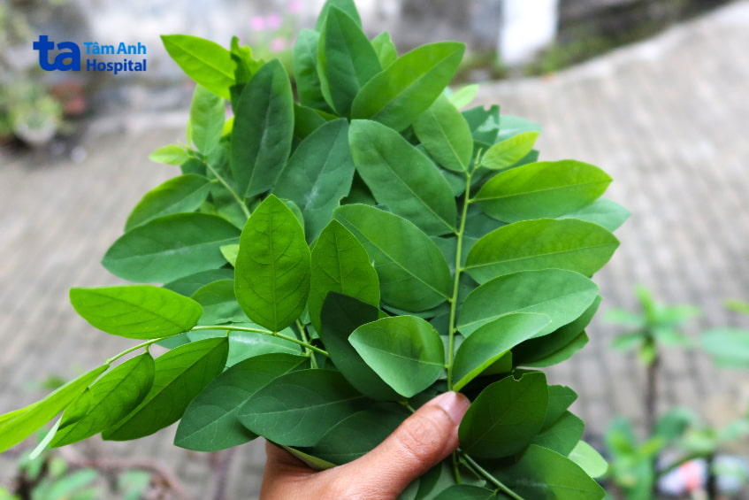 Bầu Ăn Rau Ngót Được Không? Bác Sĩ Tư Vấn Kỹ Người Cầm Bó Rau Ngót Tươi Mới Hái, Loại Rau Quen Thuộc Trong Các Món Ăn Truyền Thống