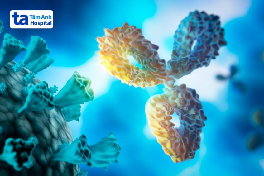 được cấu tạo từ bốn chuỗi polypeptid