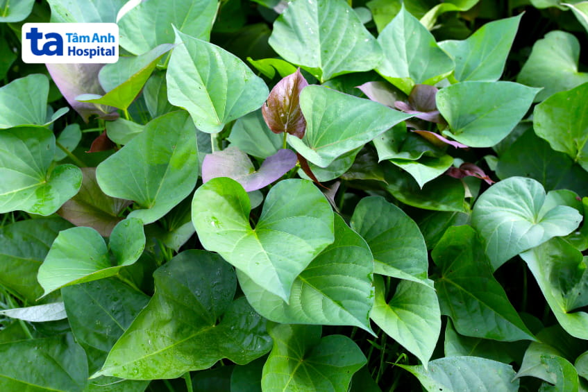 Lá rau lang tươi xanh phát triển tốt trong môi trường tự nhiên ngoài trời