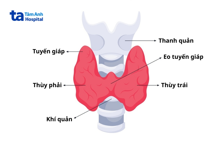 mô hình cấu trúc tuyến giáp