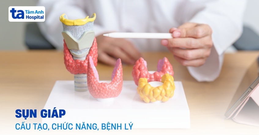 Tìm hiểu thông tin về sụn giáp