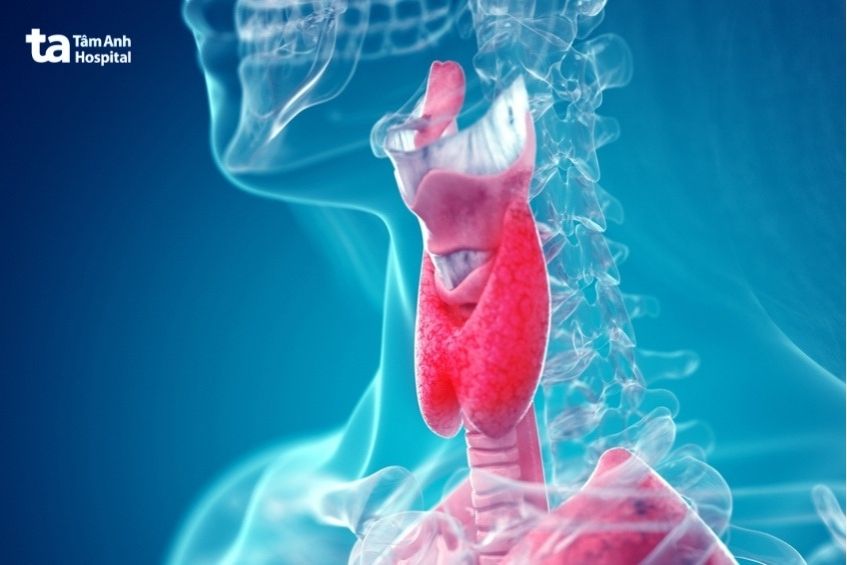 Tuyến giáp sản xuất nhiều hormone giúp điều hòa nhiệt độ