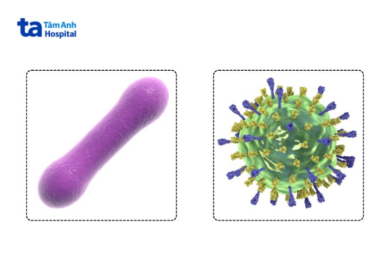 ảnh minh họa vi khuẩn bạch hầu và virus quai bị