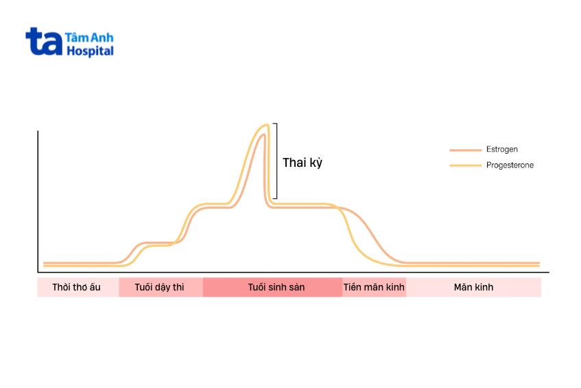 Biểu đồ nồng độ estrogen và progesterone qua các giai đoạn trong cuộc đời phụ nữ