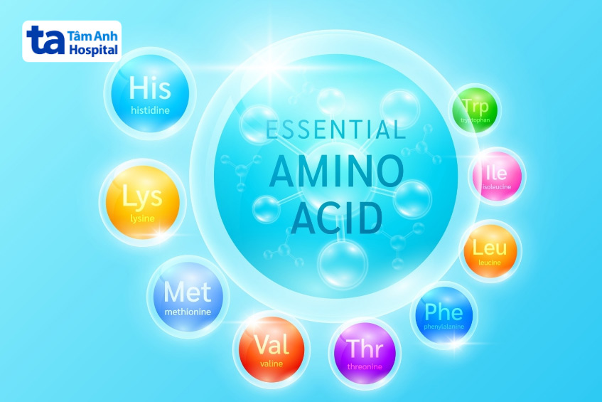 Cao ngựa chứa nhiều loại axit amin quan trọng, giúp bồi bổ cơ thể và tăng cường sức khỏe xương khớp