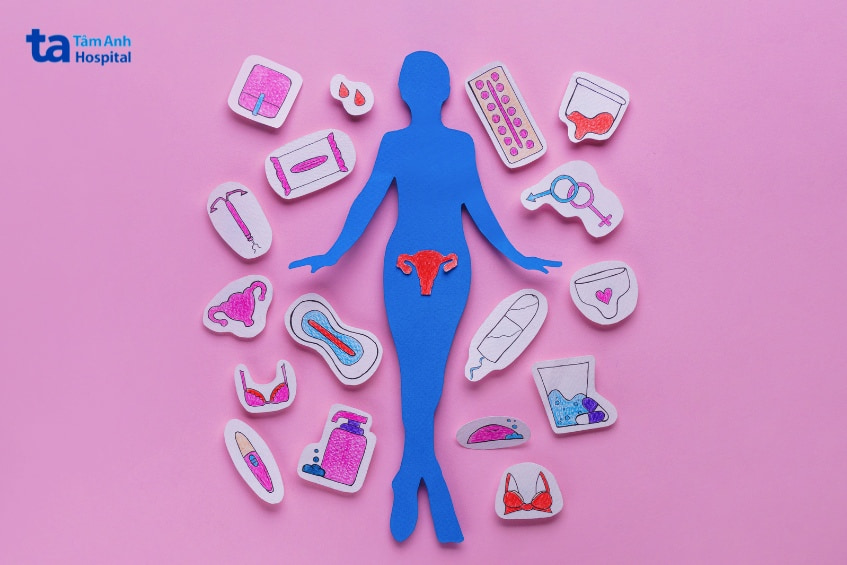 Minh họa cơ quan sinh dục nữ và biểu tượng nội tiết tố trong cơ thể phụ nữ