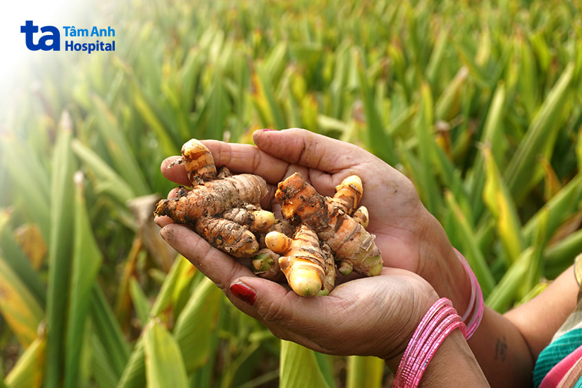 Củ nghệ tươi trên tay người nông dân, nguyên liệu đông y hỗ trợ chữa bệnh trĩ