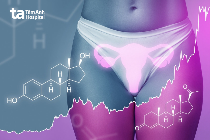 Hình minh họa hormone progesterone ảnh hưởng đến tử cung và nội tiết tố nữ