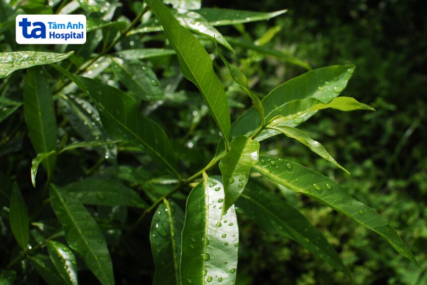 Lá vối mang đến nhiều lợi ích cho sức khỏe, tuy nhiên cần phải tham khảo ý kiến bác sĩ khi sử dụng