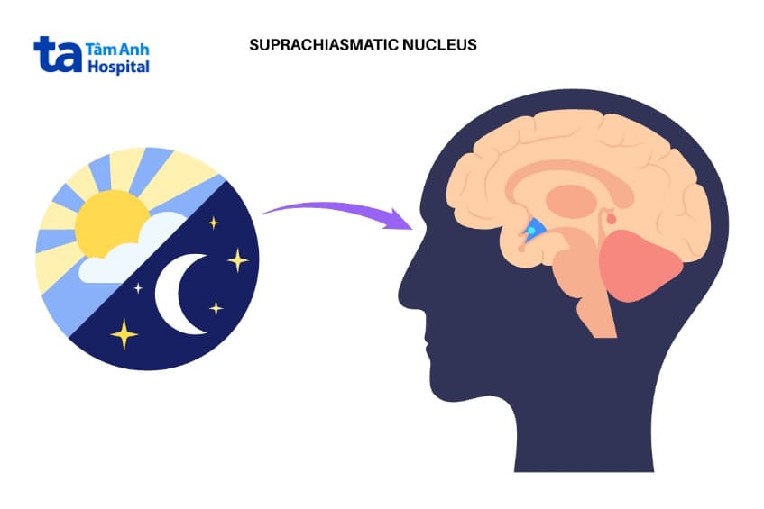 nhân chéo thị scn đồng bộ nhịp sinh học