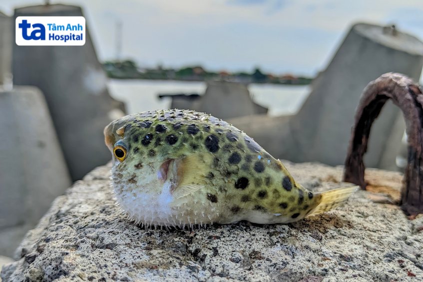 nhiều hình ảnh về ngộ độc thực phẩm trên các website y tế cảnh báo người dân không nên ăn cá nóc