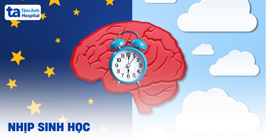 Nhịp sinh học: Cách đồng hồ cơ thể ảnh hưởng đến sức khỏe