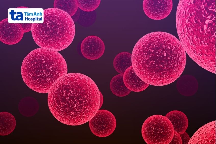 vi khuẩn streptococcus gây viêm màng não mủ ở người lớn