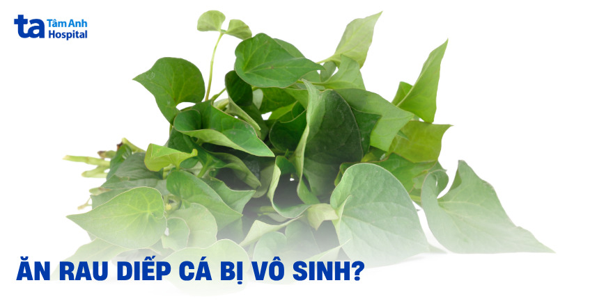 Thực hư việc ăn rau diếp cá bị vô sinh có đúng không?