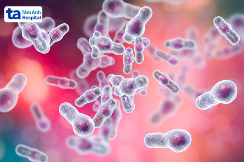 ảnh minh họa vi khuẩn bạch hầu