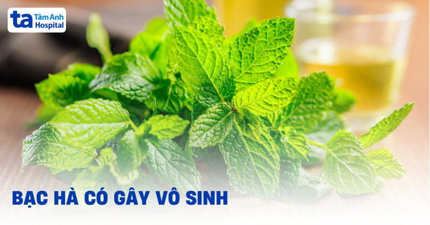 Ăn nhiều lá bạc hà có gây vô sinh không?