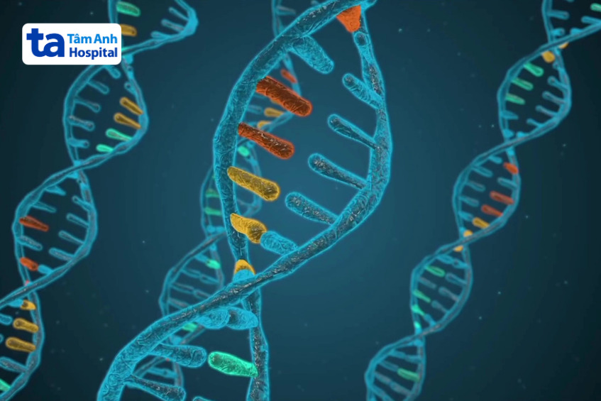 bệnh hồng cầu hình cầu di truyền có thể di truyền từ cha mẹ sang con ruột