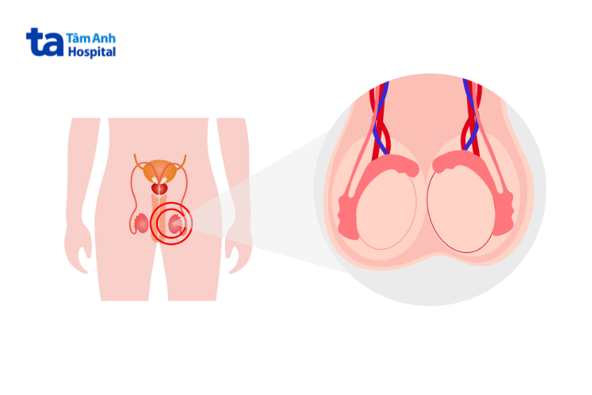 Các động mạch tại tinh hoàn có chức năng cung cấp máu giàu oxy để nuôi dưỡng tinh hoàn