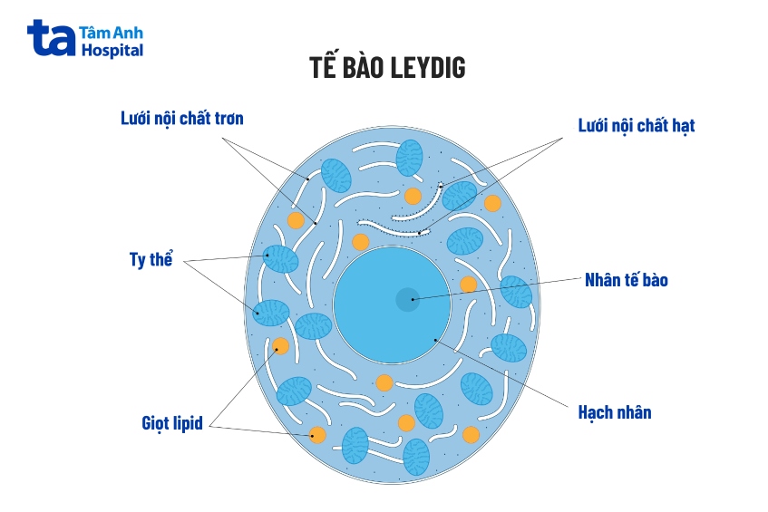 Cấu tạo tế bào Leydig