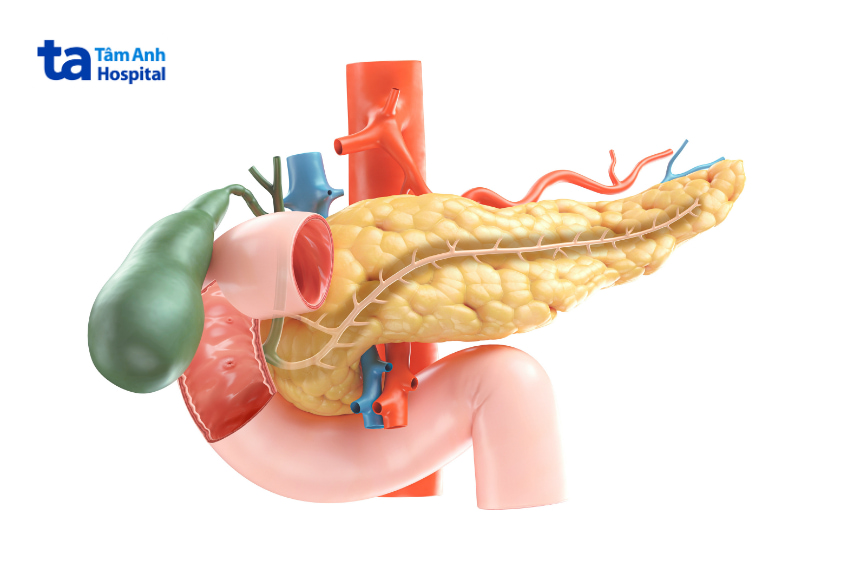 Hình minh họa cấu tạo tuyến tụy trong cơ thể người, giúp hiểu vai trò tiêu hóa và chuyển hóa dinh dưỡng
