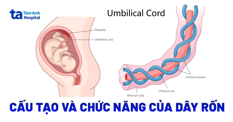 Dây rốn thai nhi: Cấu tạo, chức năng và các vấn đề thường gặp